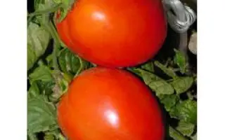 Дуал Плас F1 / Dual Plus F1