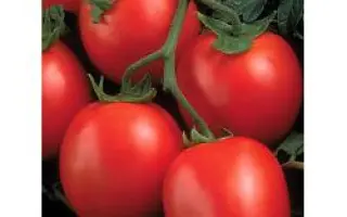 Перфектпил F1 / Perfectpeel F1