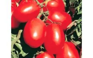 Рио Гранде Оригинальный / Rio Grande Original