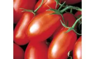 Хайпил 108 F1 / Hypeel 108 F1