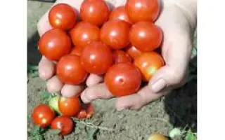 Церазо F1 / Ceraso F1