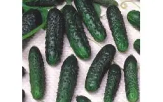 Маша F1 / Masha F1