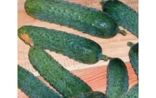 Меренга F1 / Merengue F1