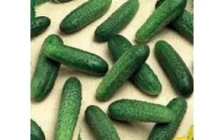 Мирабелл F1 / Mirabelle F1