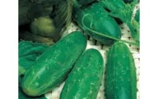 Левина F1 / Levina Mix F1