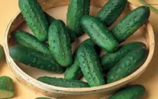 Наташа F1 / Natasja Mix F1