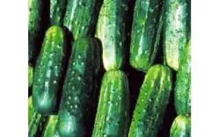 Потомак F1 / Potomac Mix F1