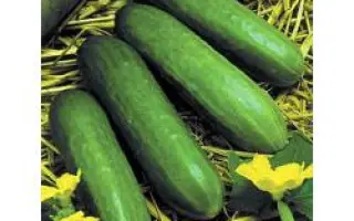 Самарканд F1 / Samarkand F1