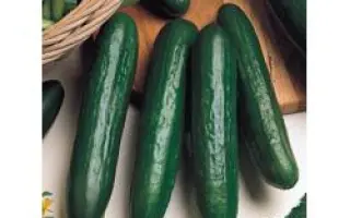 Торнадона F1 / Tornadona F1