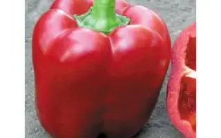 Аристотель X3R F1 / Aristotle X3R F1