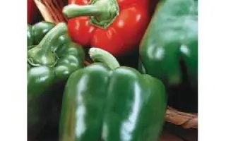 Король Артур F1 / King Arthur F1