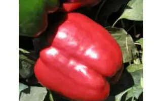 Красный рыцарь X3R F1 / Red Knight X3R F1