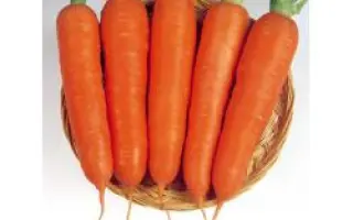 Виктория F1 / Victoria F1