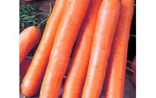 Ройал Форто / Royal Forto