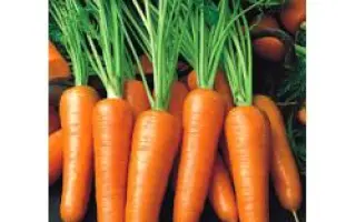 Ройал Шансон / Royal Chanson