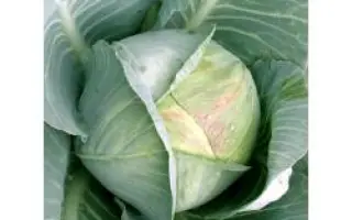 Белтис F1 / Beltis F1