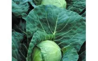 Иксион F1 / Ixxion F1