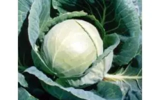 Орион F1 / Orion - The Hunter F1