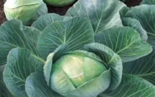 Арривист F1 / Arrivist F1