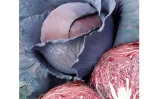 Рэд Династи F1 / Red Dynasty F1