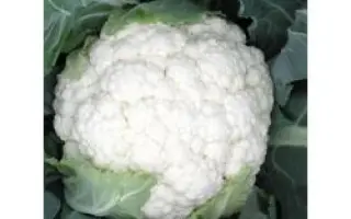 Планита F1 / Planita F1