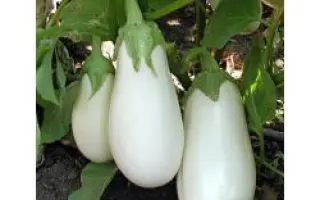 Бибо F1 / Bibo F1