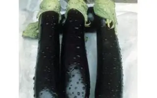 Валентина F1 / Valentina F1