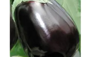 Клоринда F1 / Clorinda F1