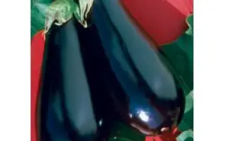 Эпик F1 / Epic F1