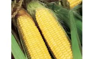 Трофи F1 / Trophy F1