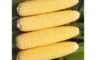 Челленджер F1 / Challenger F1