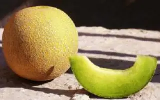 Темпо F1 / Tempo F1