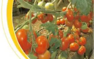 Шарлотта F1 / Charlotte F1