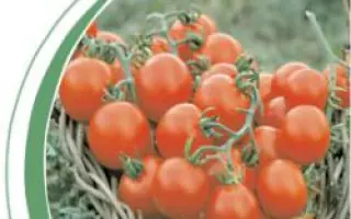 Свитини F1 / Switini F1