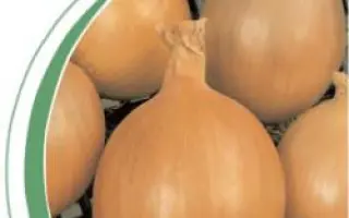 Бургос F1 / Burgos F1