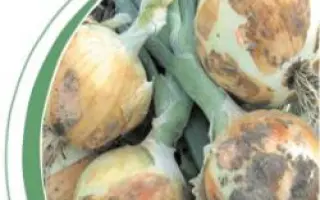 Пантер F1 / Panther F1