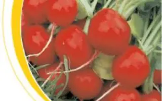 Чарито F1 / Charito F1