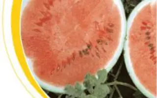 Спринтер F1 / Sprinter F1