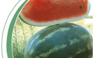 Васко F1 / Vasko F1