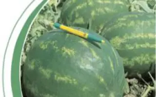 Варда F1 / Varda F1