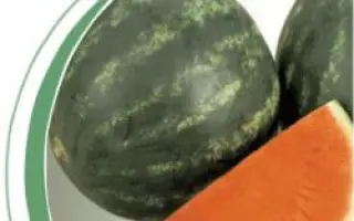 Экстези F1 / Extazy F1