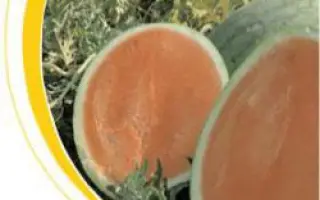 Саги F1 / Sagi F1