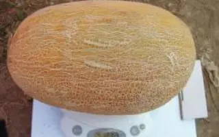 Амал F1 / Amal F1