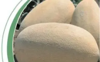 Раймонд F1 / Raymond F1