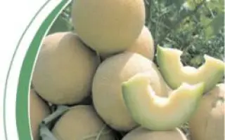 Виторио F1 / Vitorio F1