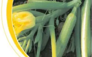 Эзра F1 / Ezra F1