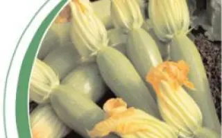 Фора F1 / Fora F1