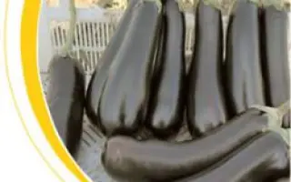 Мистрал F1 / Mistral F1