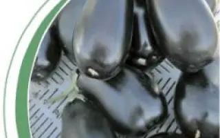 Надия F1 / Nadia F1