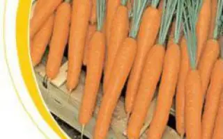 Престо F1 / Presto F1